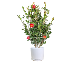 Camillia (Red)